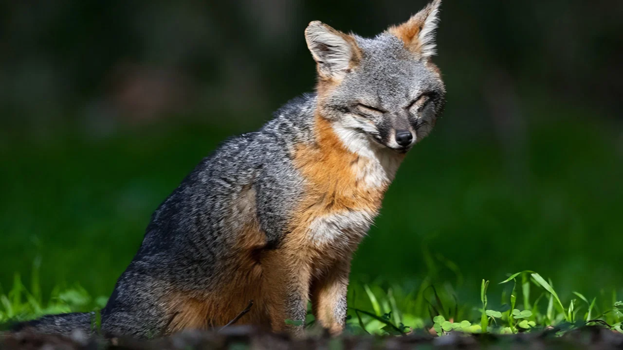 Le renard qui a sauv&eacute; son &icirc;le - 剧照