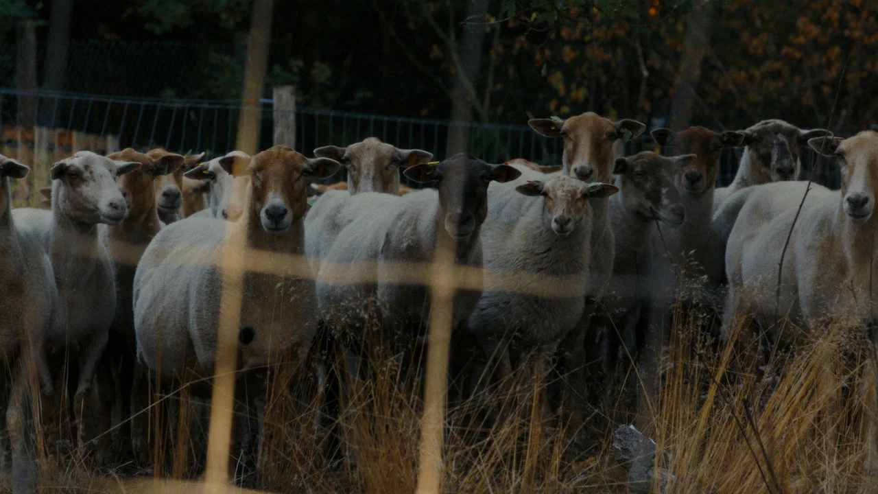 Schaap - 剧照