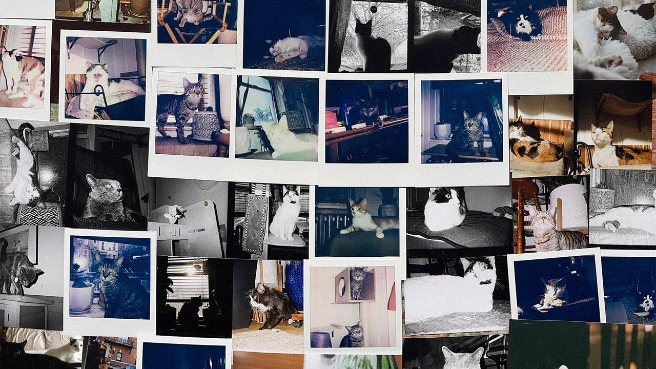 New York Cat Crisis - 剧照