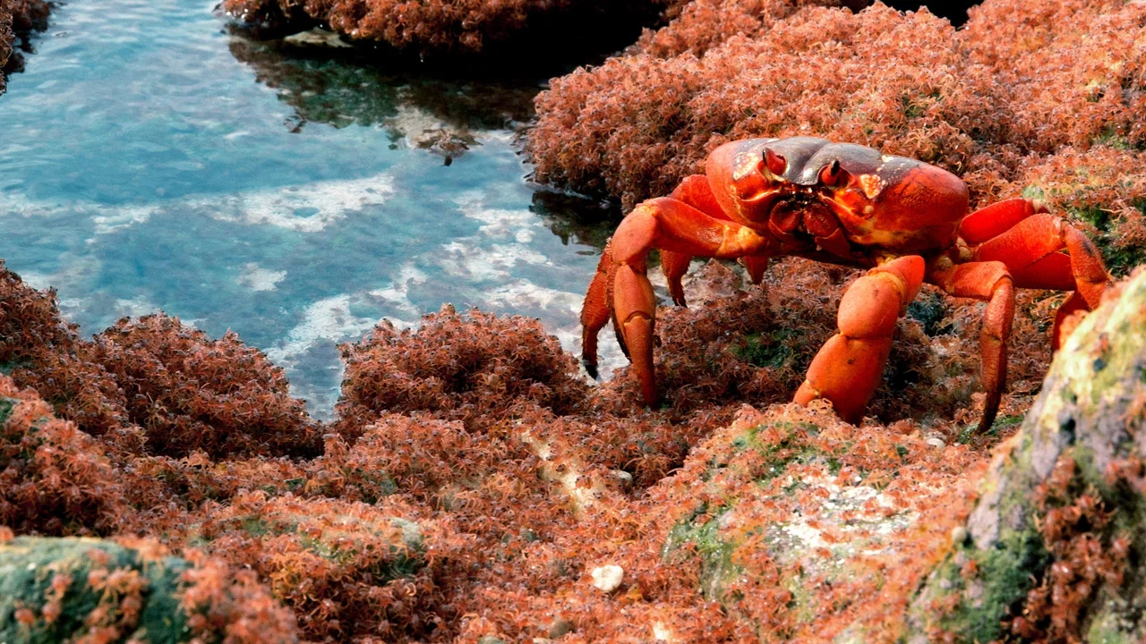 The Giant Robber Crab - 剧照