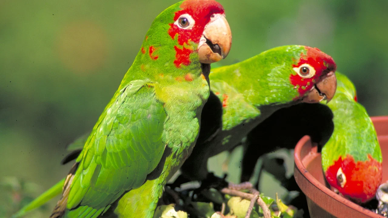The Wild Parrots of Telegraph Hill - 剧照