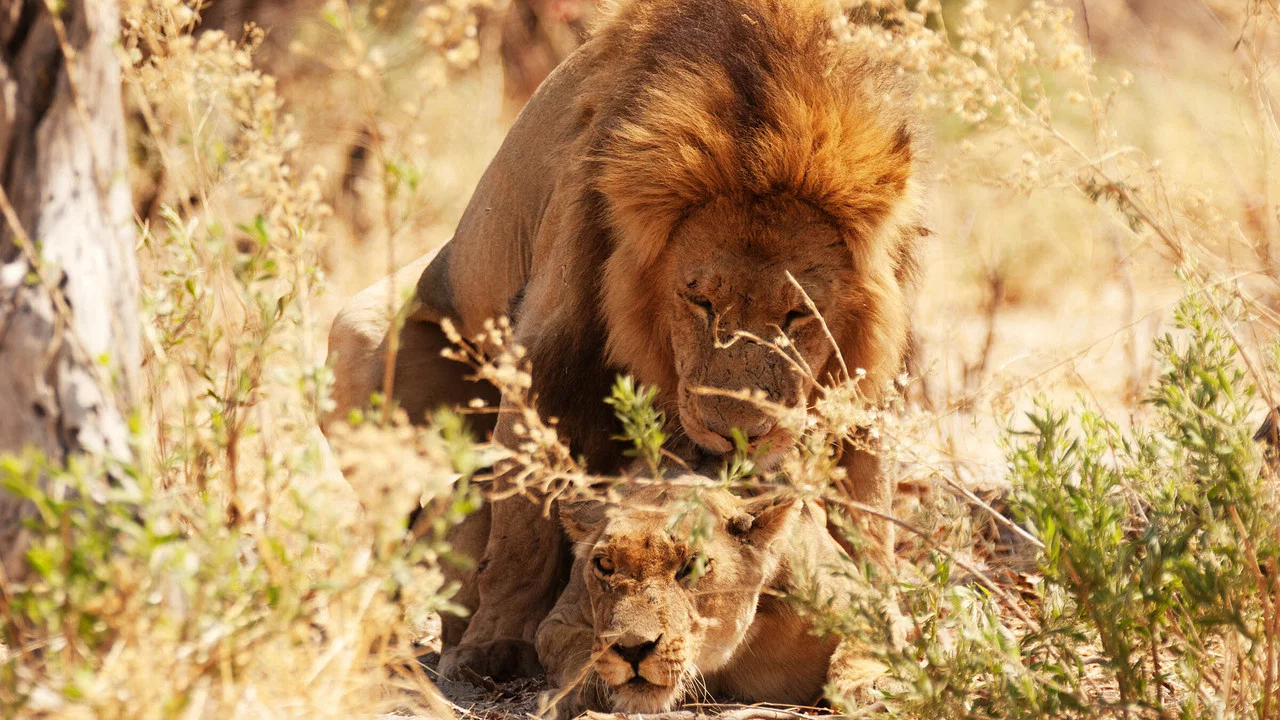 Wild Botswana - 剧照