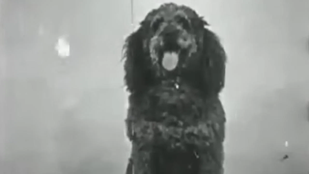 Course &agrave; la saucisse - 剧照