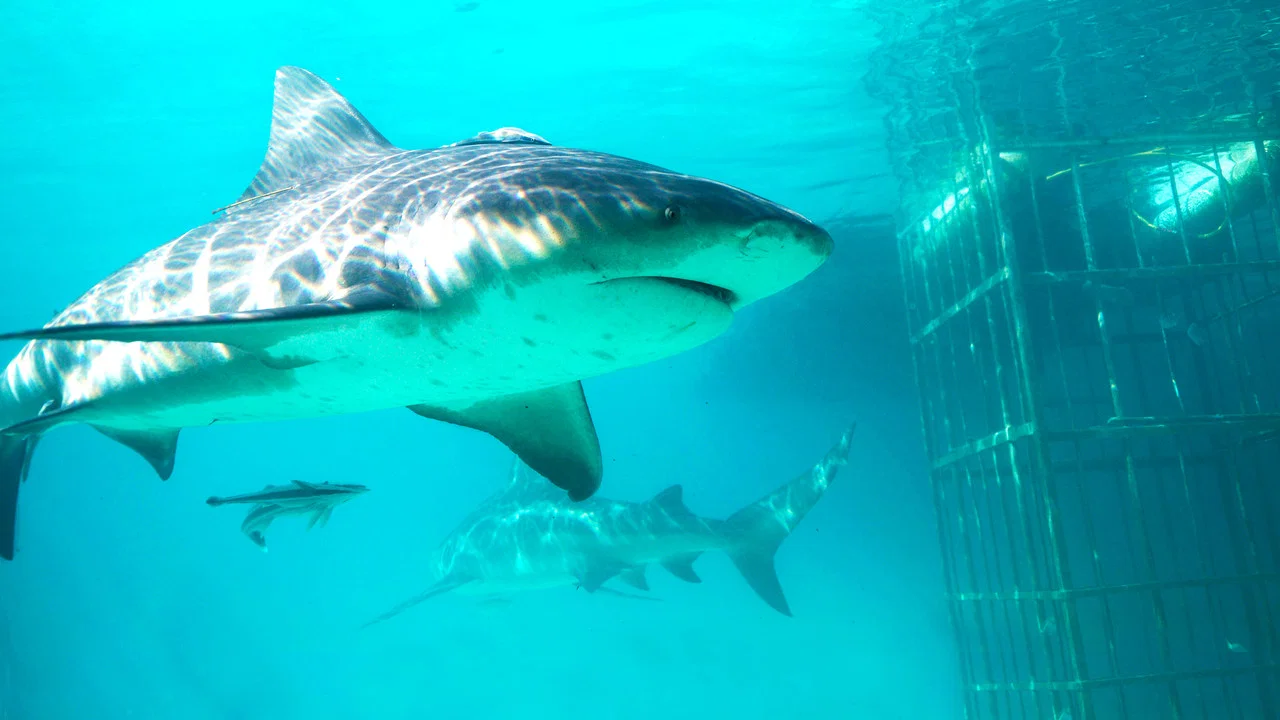 Shark Gangs - 剧照