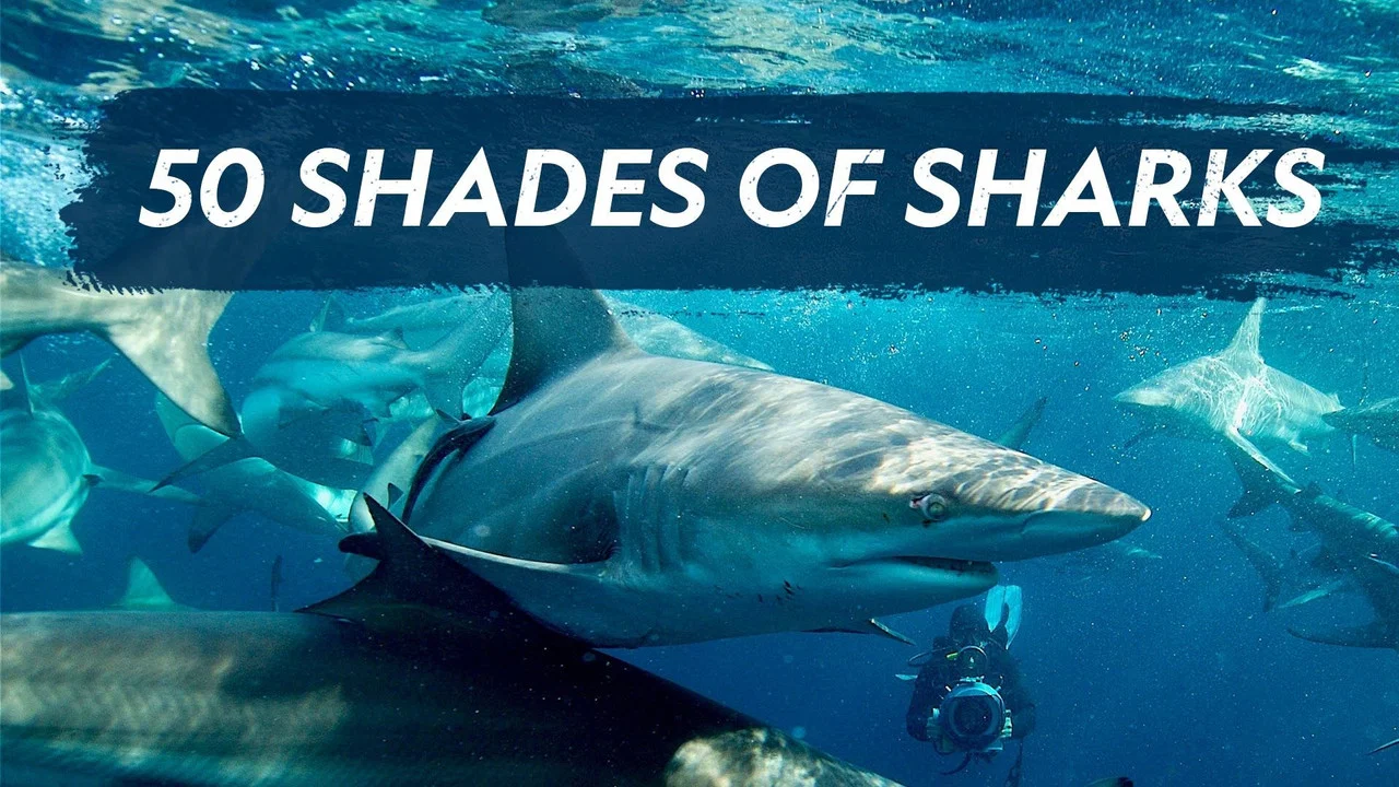 50 Shades of Sharks - 剧照