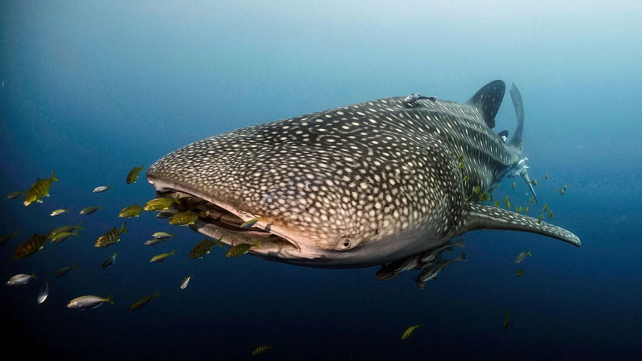 Le long voyage d'un requin-baleine - 剧照