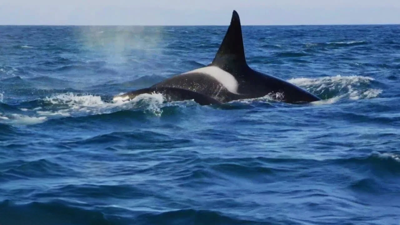 Killer Whales: the Mega Hunt - 剧照