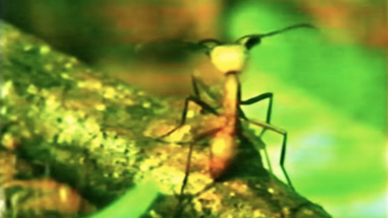 A Thousand Million Million Ants - 剧照