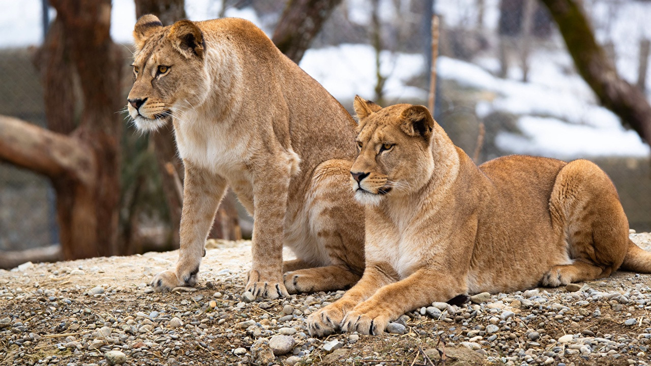 Histoires de lionnes - 剧照