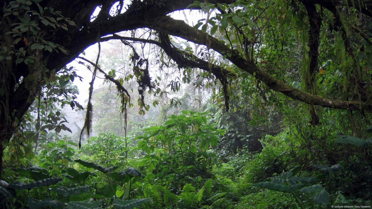 Song from the Forest - 剧照