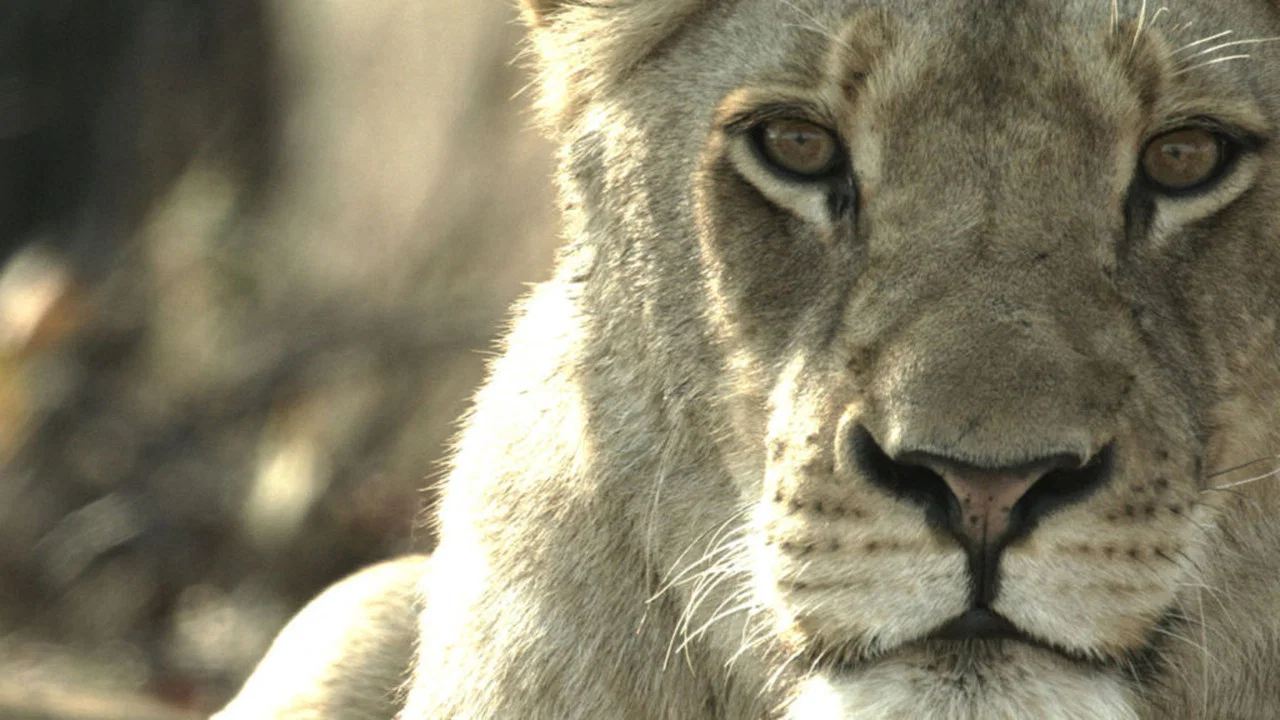 Malika the Lion Queen - 剧照
