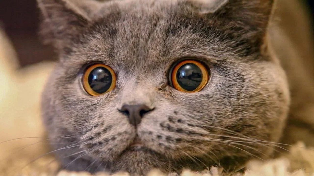 Le Chat, ce tueur si mignon - 剧照