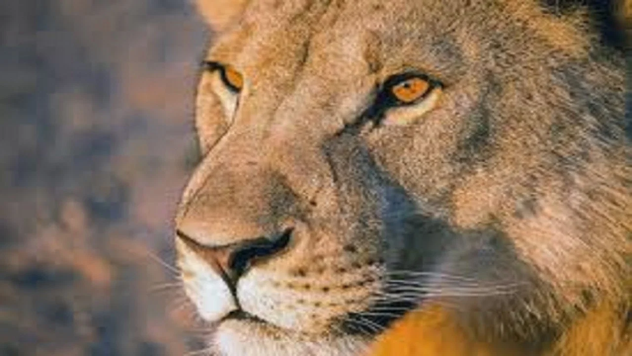 Vanishing Kings: Desert Lions of the Namib - 剧照