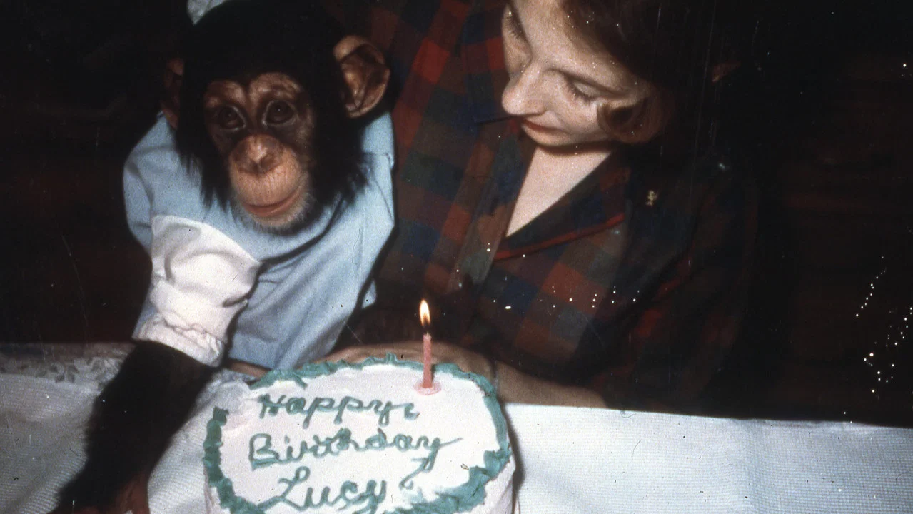 Lucy the Human Chimp - 剧照