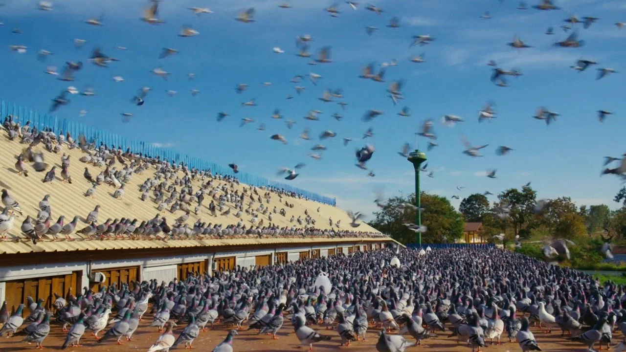 Million Dollar Pigeons - 剧照
