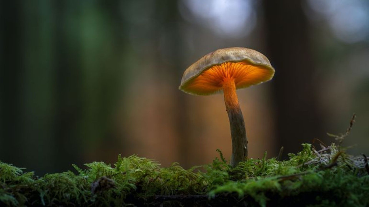 Le monde extraordinaire des champignons - 剧照