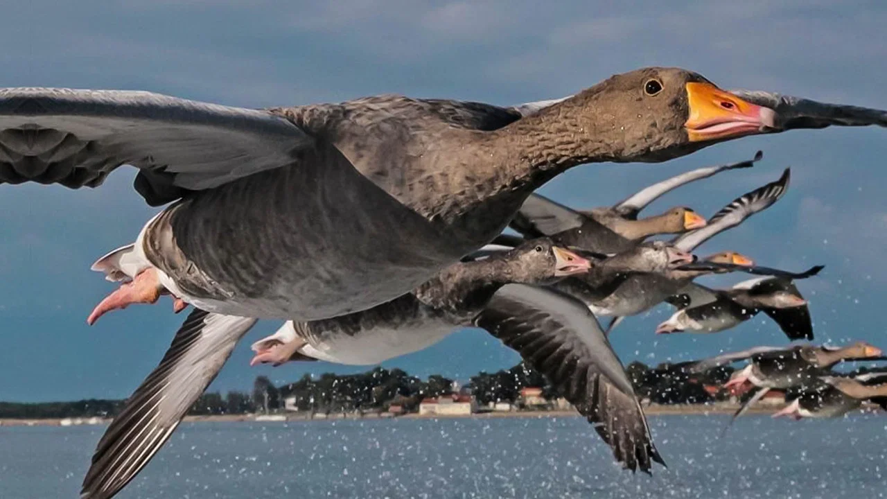 Les routes secr&egrave;tes des oiseaux migrateurs - 剧照