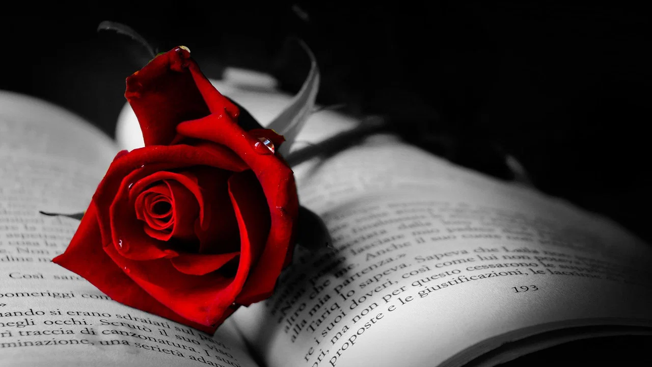 Red Rose - 剧照