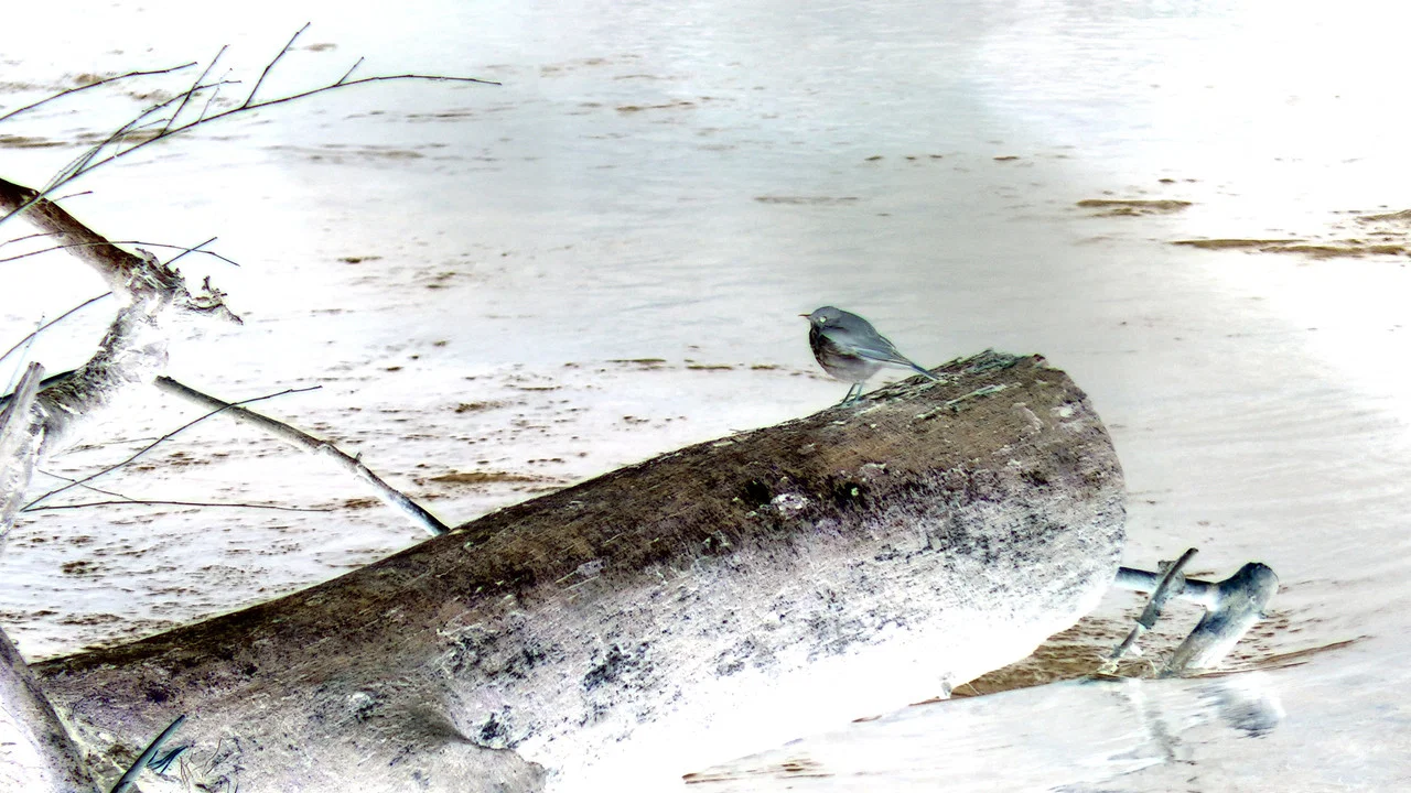 bird5.mp4 - 剧照