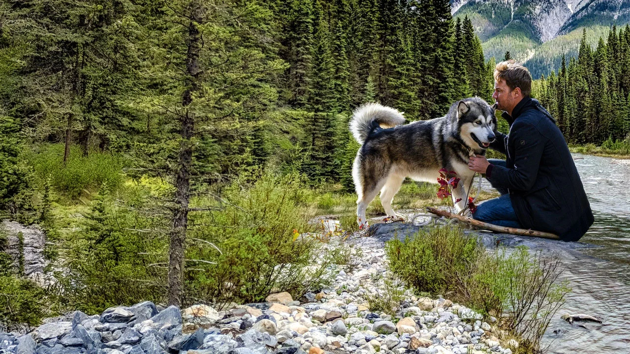 Hero Dog: The Journey Home - 剧照