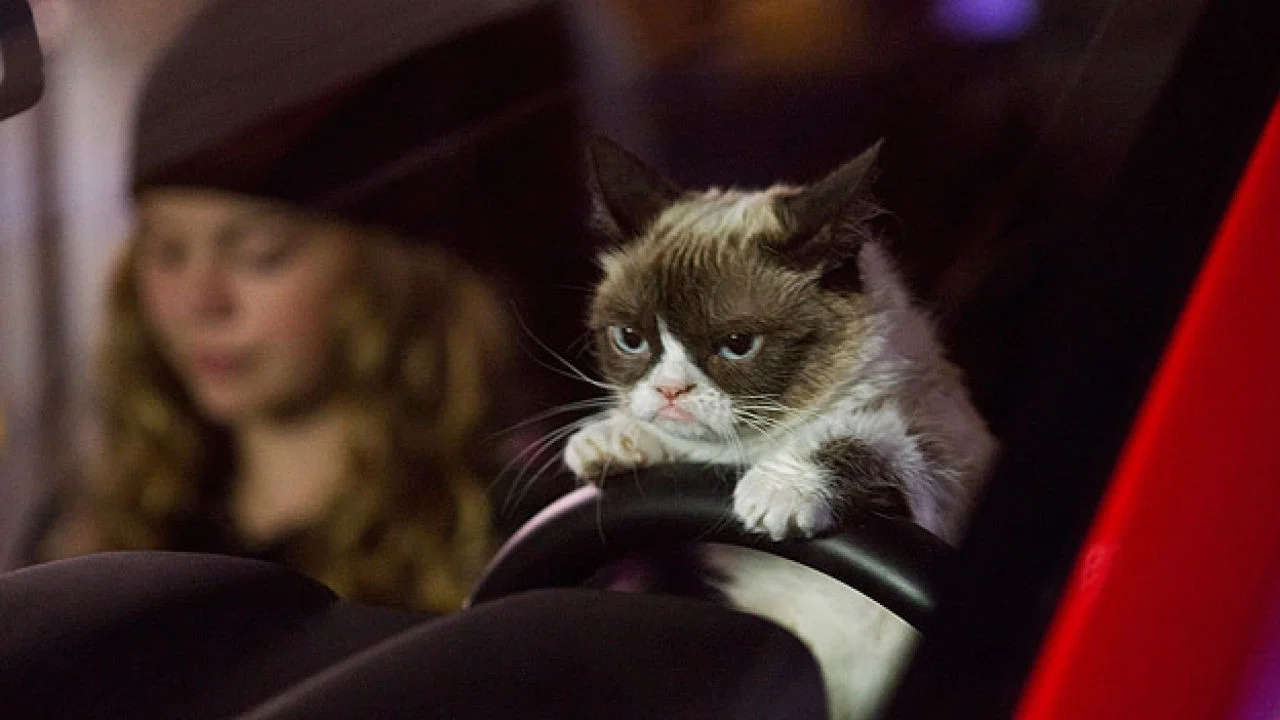 Grumpy Cat's Worst Christmas Ever - 剧照