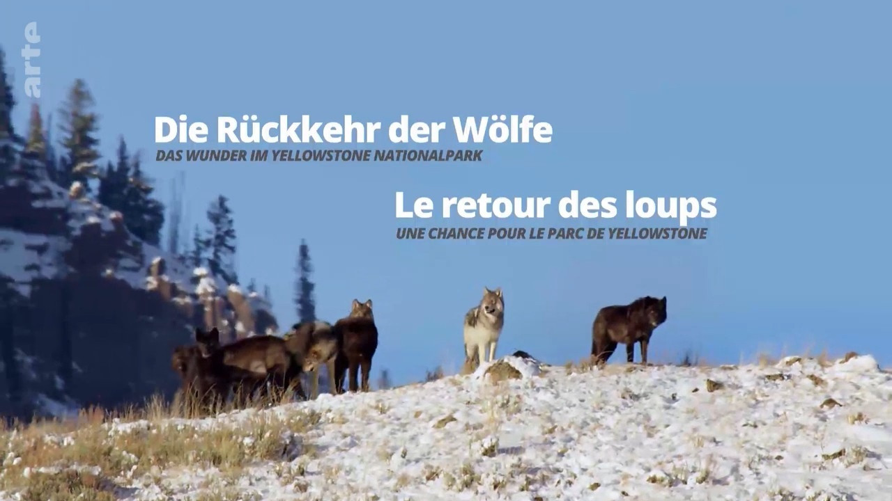 Die R&uuml;ckkehr der W&ouml;lfe: Das Wunder im Yellowstone-Nationalpark - 剧照