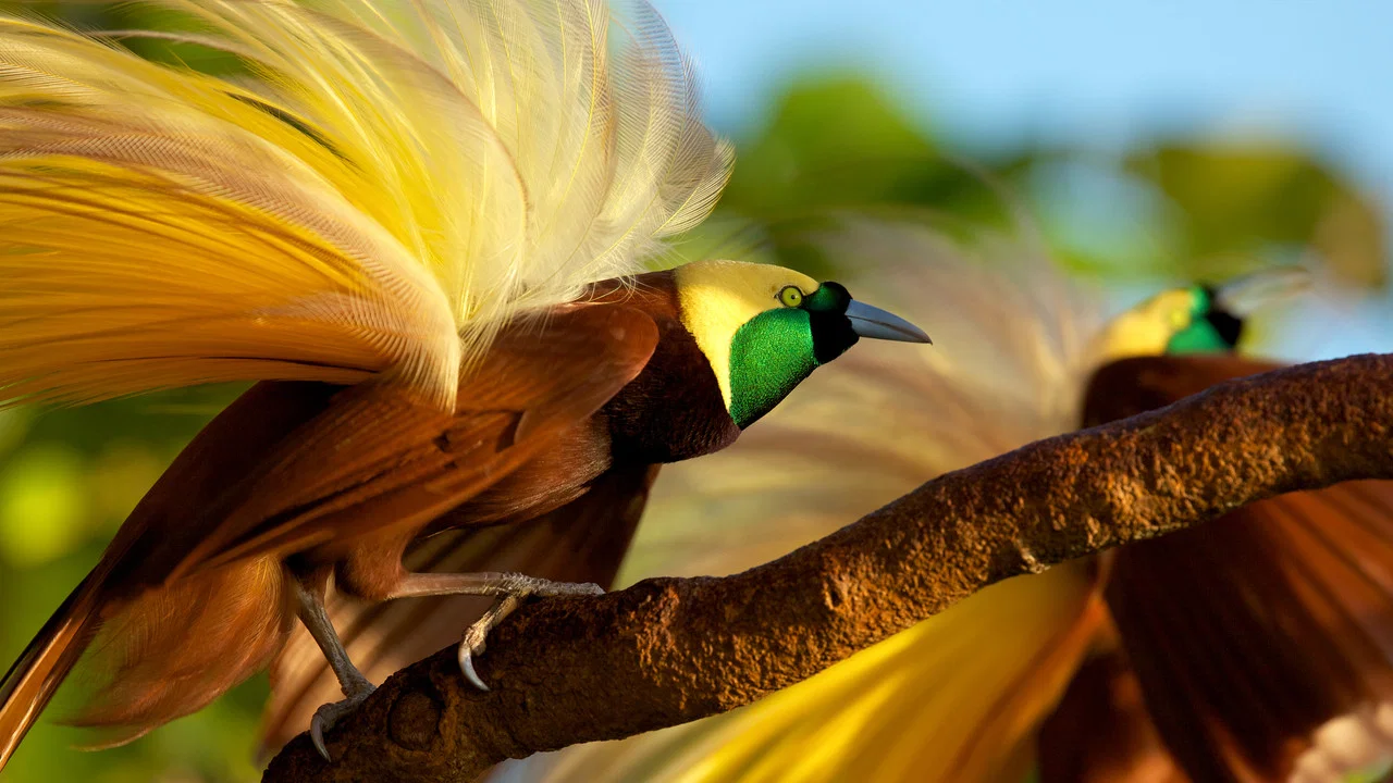 Winged Seduction: Birds of Paradise - 剧照