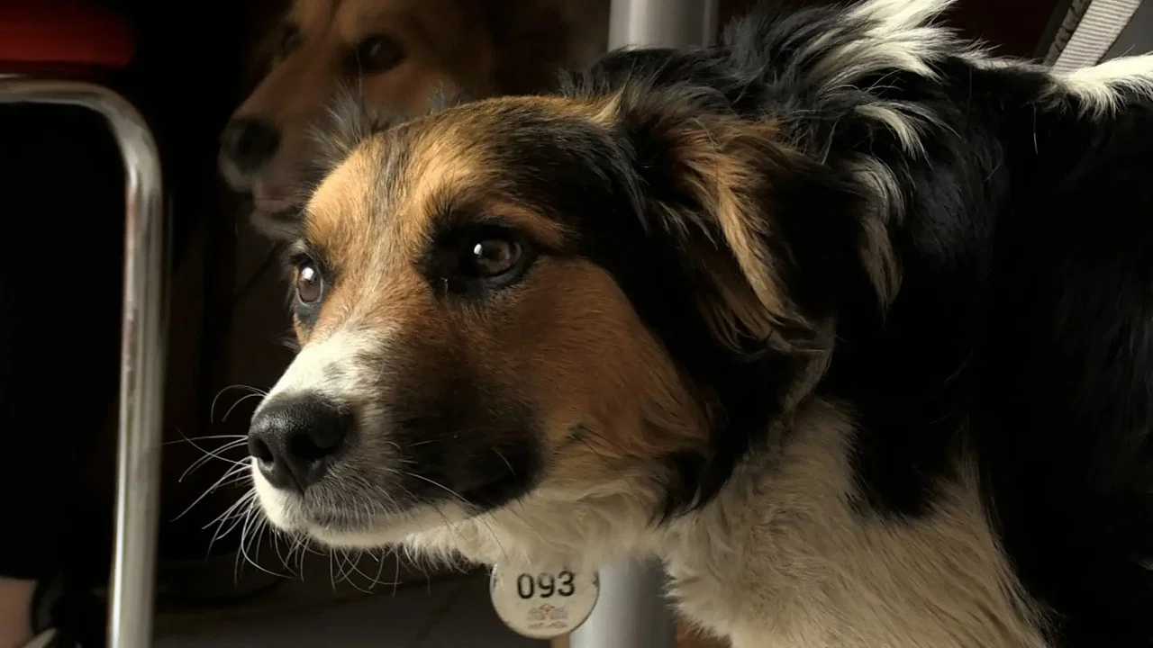 犬与战争：我的乌克兰见闻 - 剧照