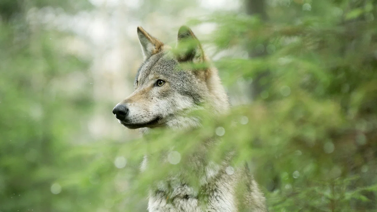 Wolf - 剧照