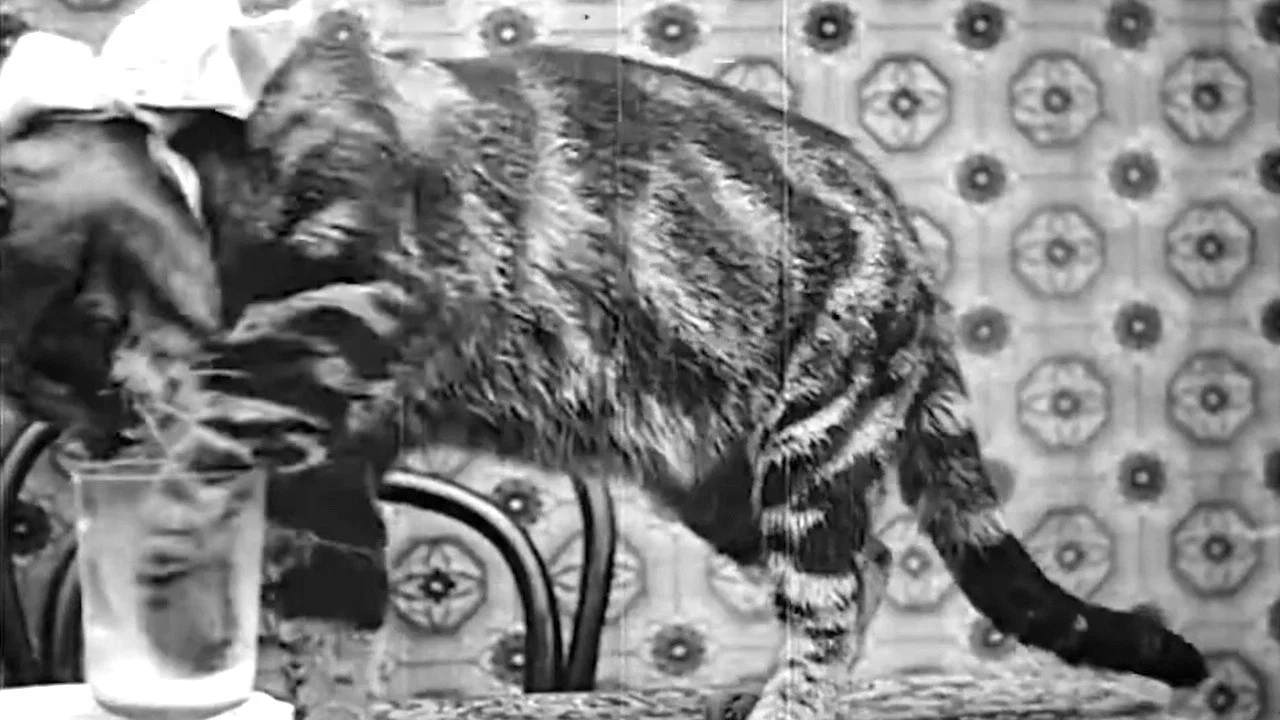 Le D&eacute;jeuner de Minet - 剧照