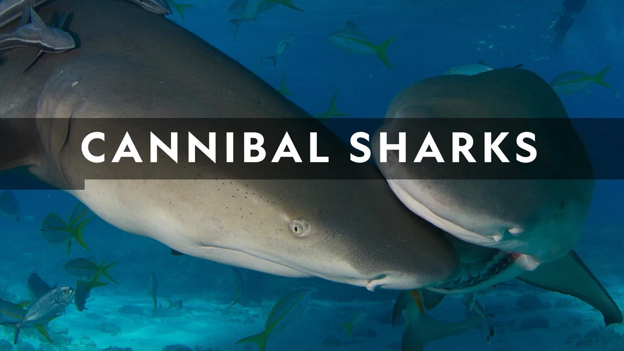 Cannibal Sharks - 剧照