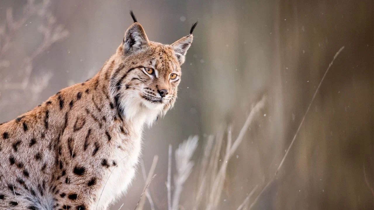 Sur la piste du lynx - 剧照
