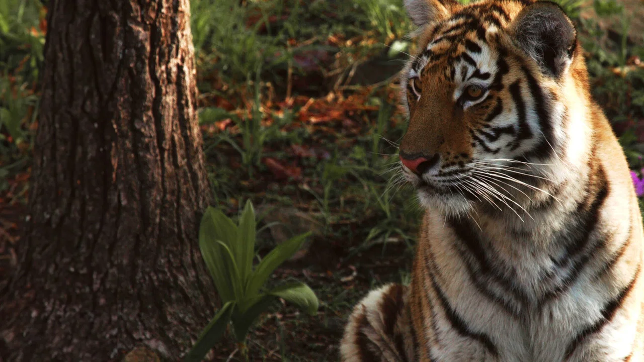 Tigre de Sib&eacute;rie, seigneur sans fronti&egrave;res - 剧照