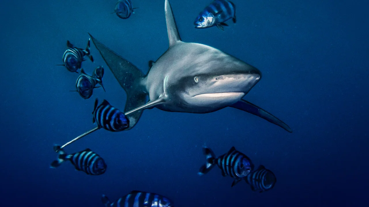 World's Most Dangerous Shark? - 剧照