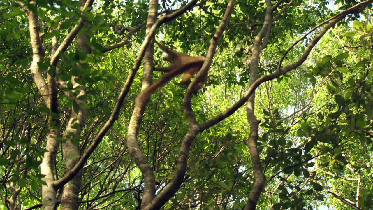 Madagascar: The Lost Makay - 剧照