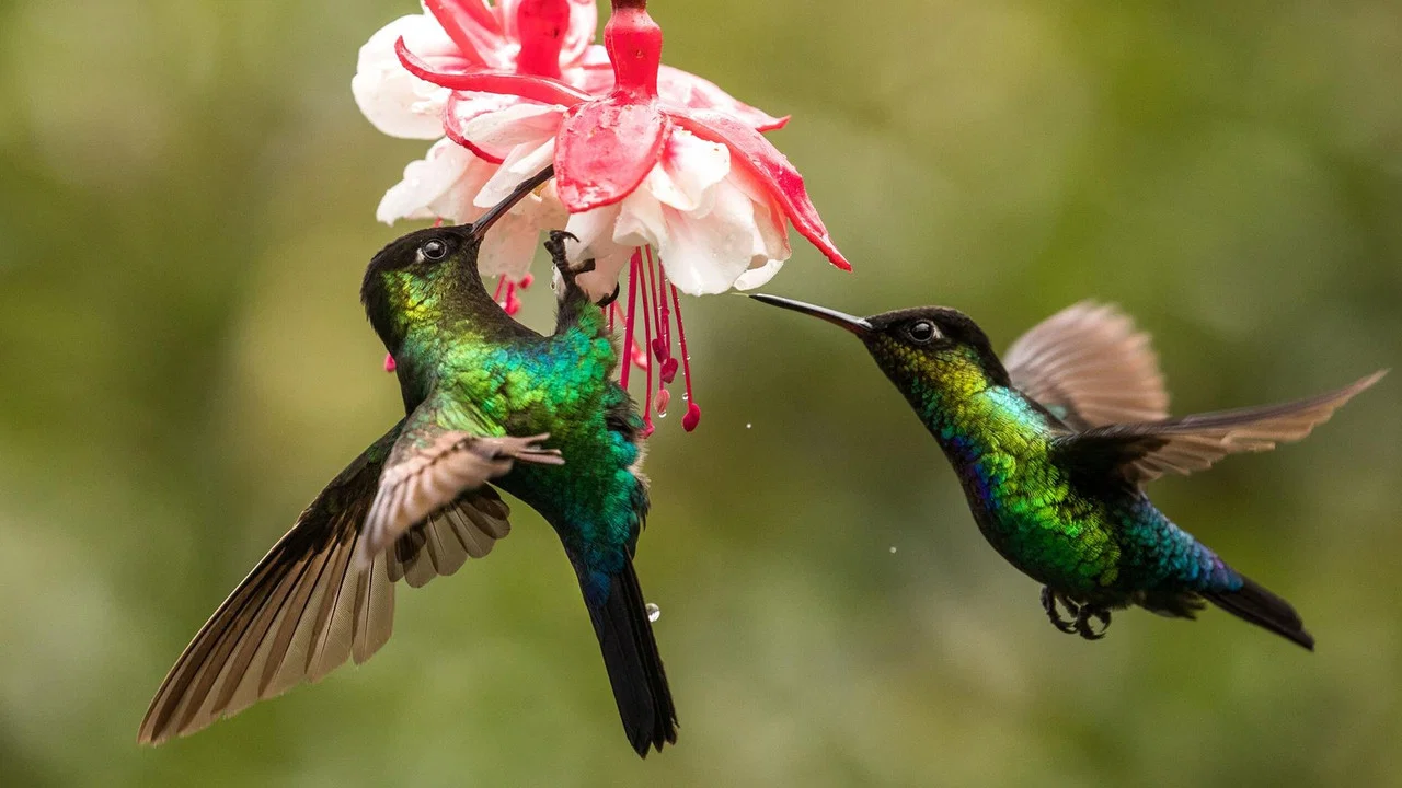 The Hummingbird Effect - 剧照