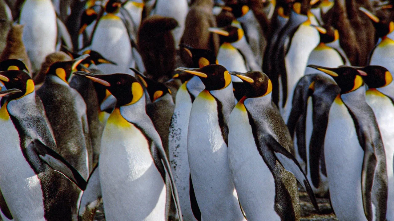 Der Kongress der Pinguine - 剧照