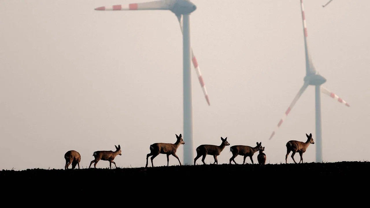 Wildnis 2.0 - Die Tierwelt auf Umwegen - 剧照