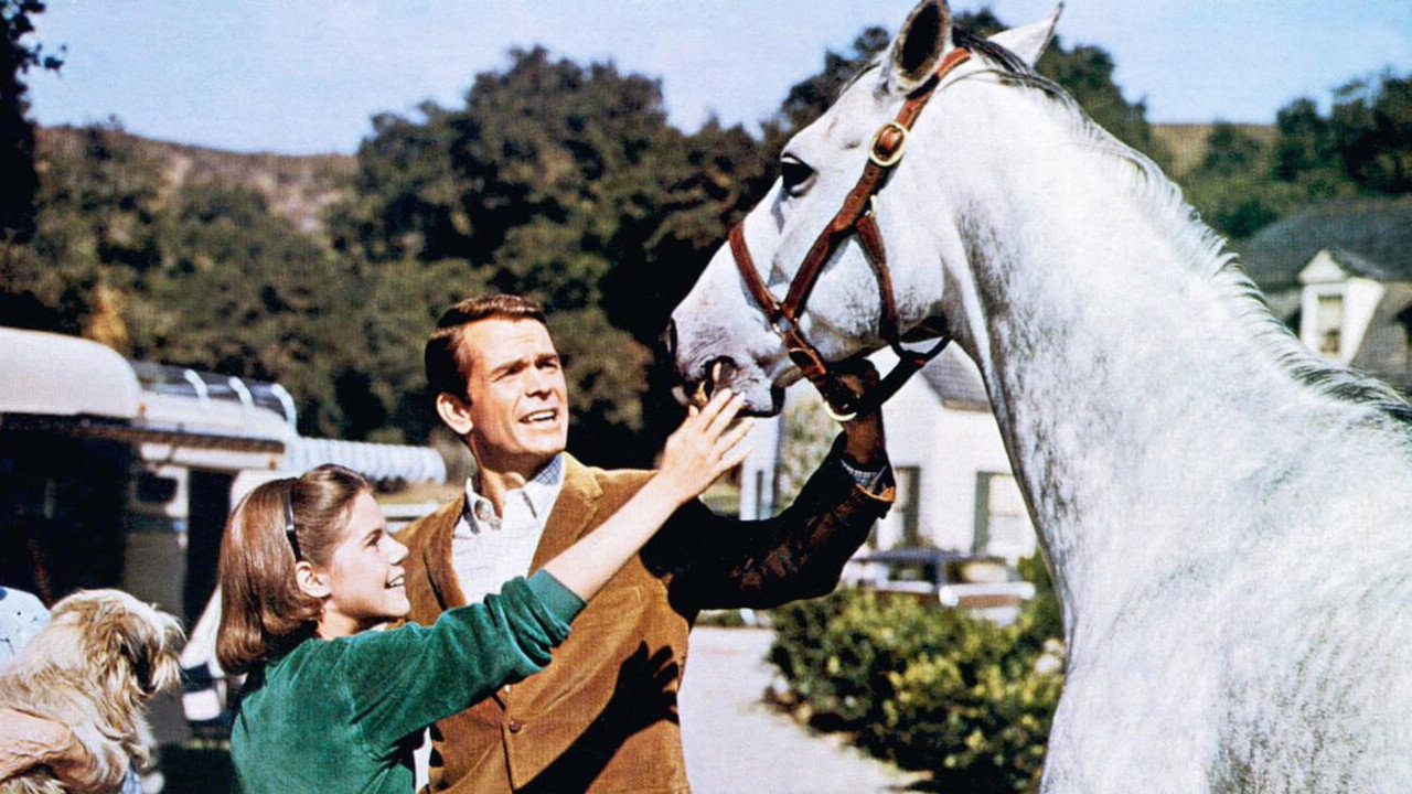 The Horse in the Gray Flannel Suit - 剧照