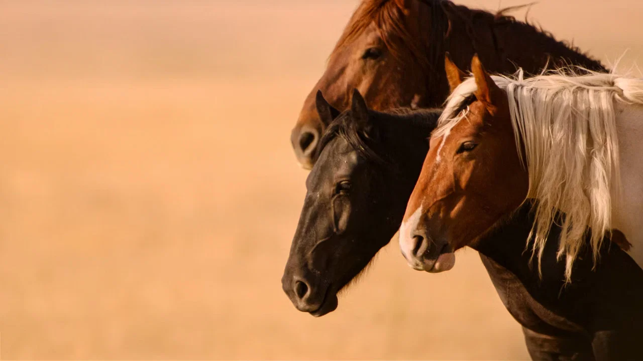 Wild Beauty: Mustang Spirit of the West - 剧照