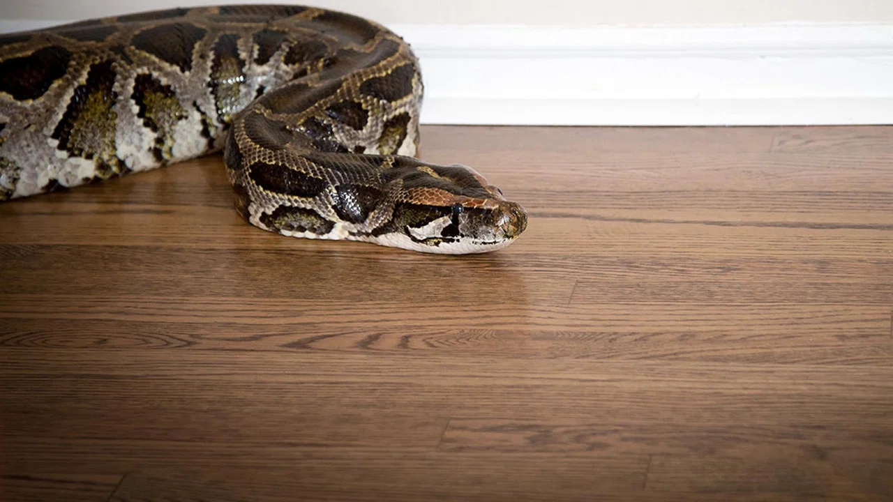 Devoured: Man-Eating Super Snake Returns - 剧照