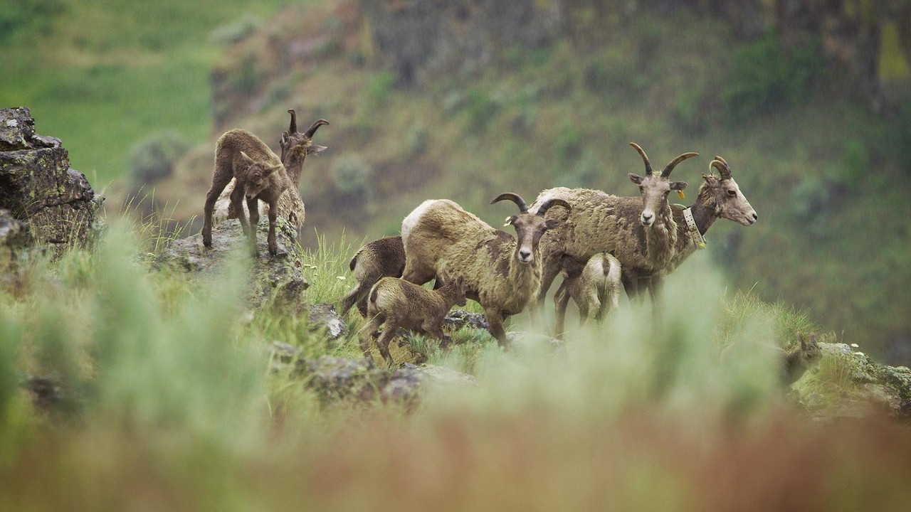 Wild & Wool - 剧照