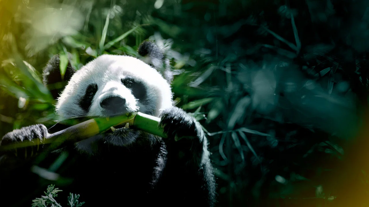 The Hidden Kingdoms of China - 剧照