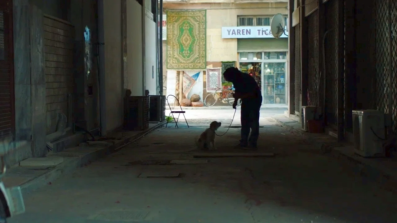 萌犬偷渡记 - 剧照