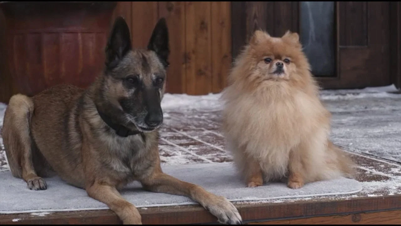 Step Dogs - 剧照