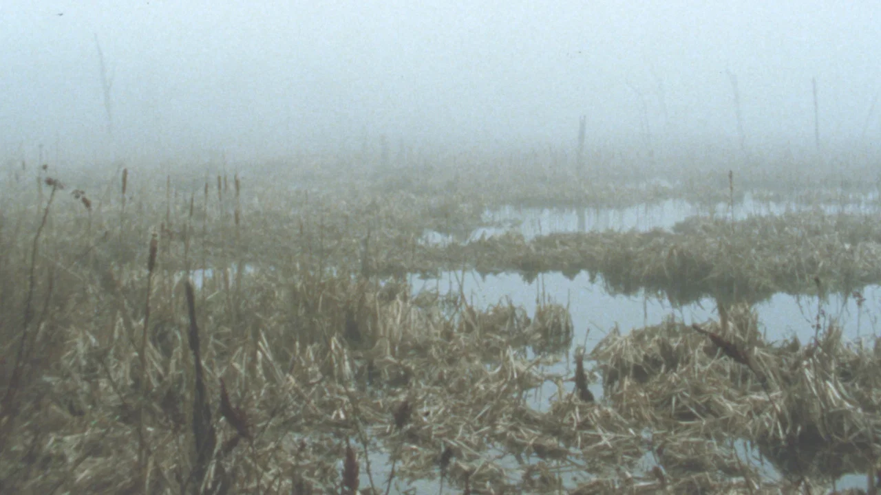 Early Spring Wetlands - 剧照