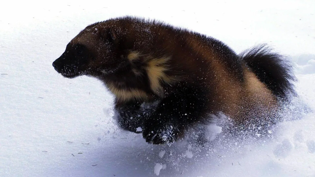 Wolverine - Chasing the Phantom - 剧照