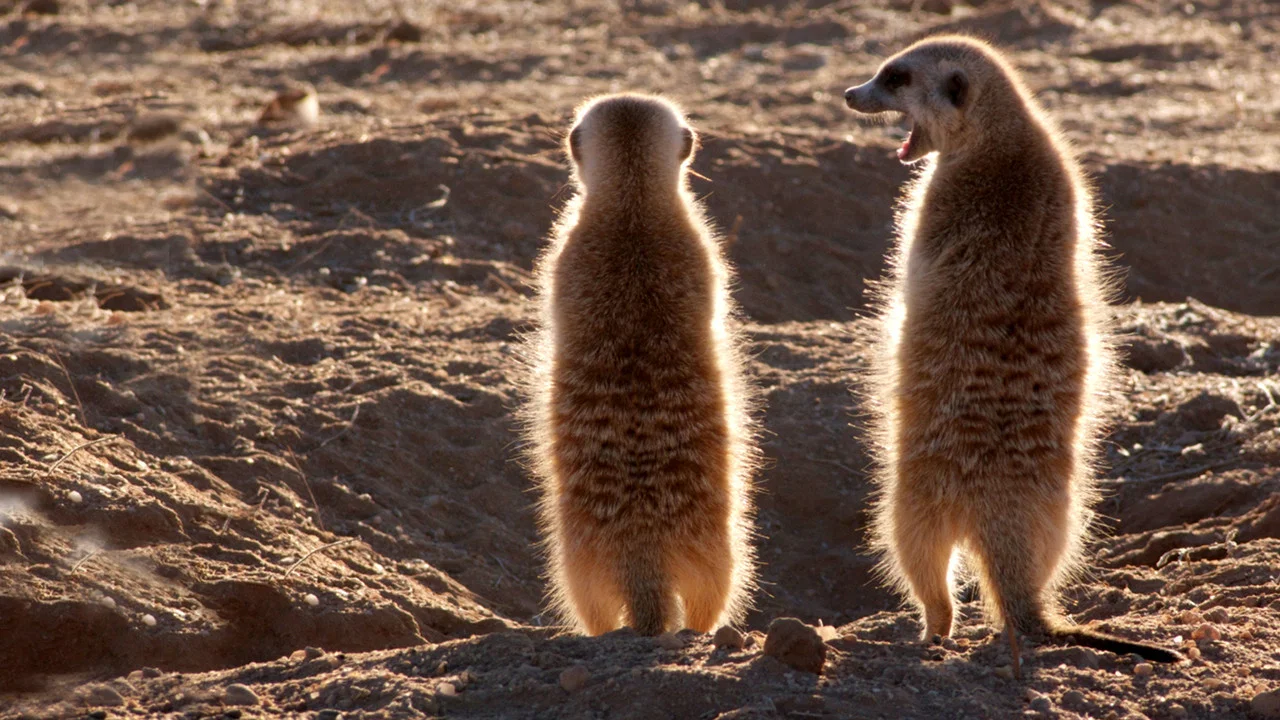 Clan of the Meerkat - 剧照
