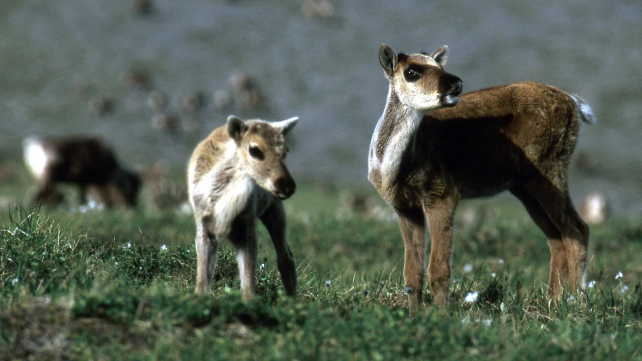 Being Caribou - 剧照