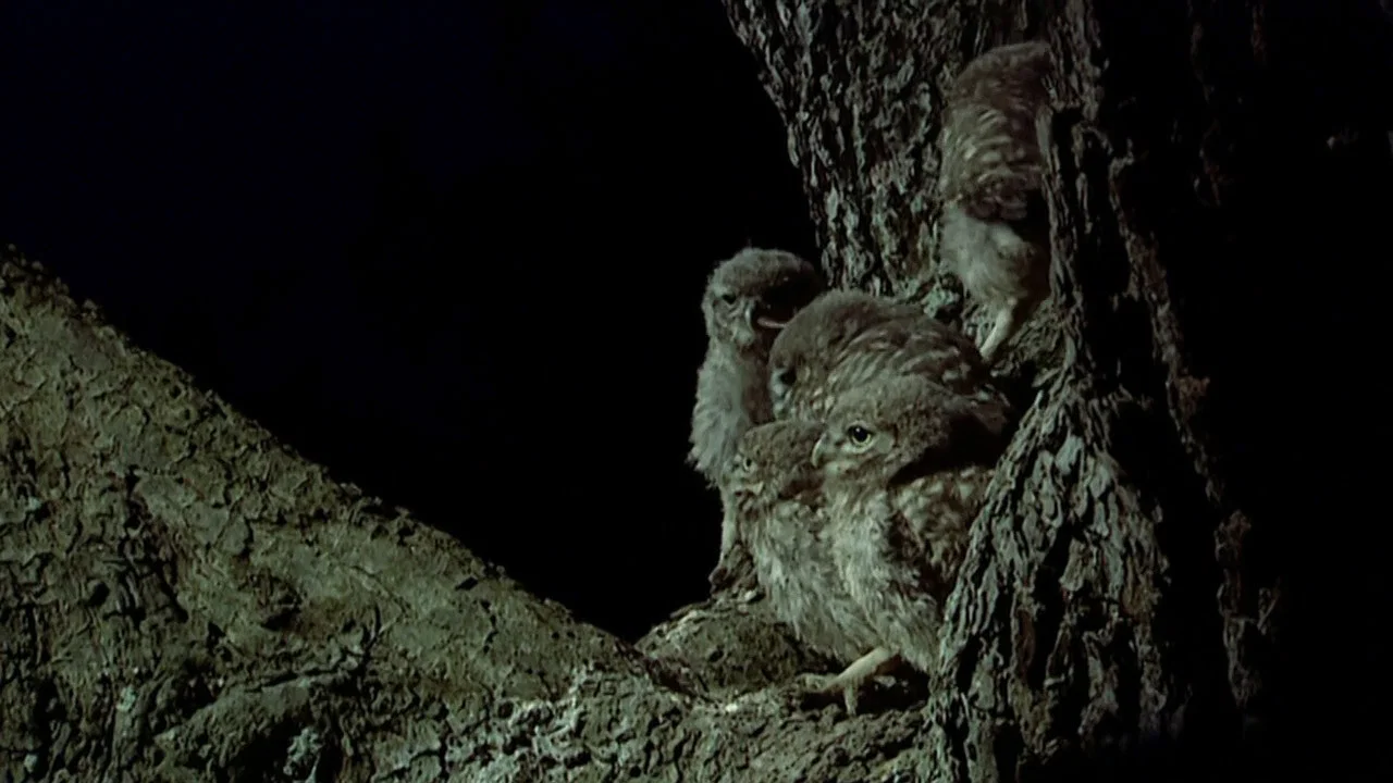 The Owls and the Orchard - 剧照